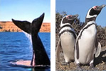 Picture Puerto Madryn - Whales & Penguins