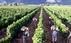 Picture Mendoza The Wine Road